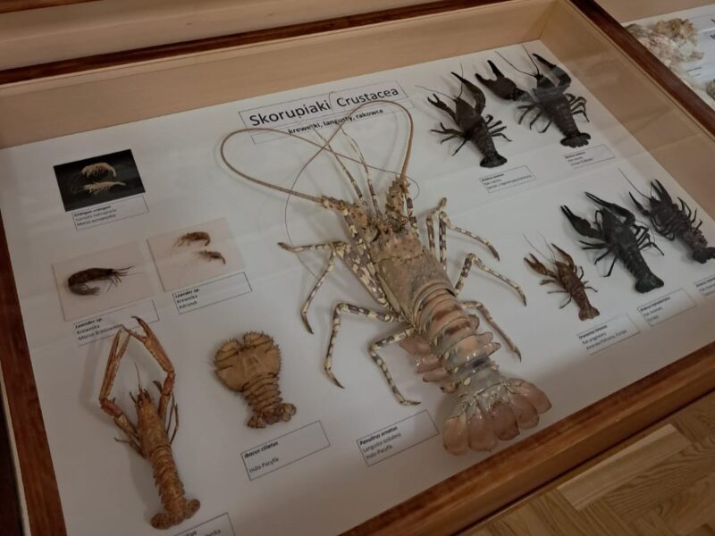 Lekcja biologii w Muzeum Zoologicznym UMCS