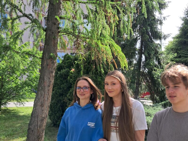 Rozpoznawanie roślin nagonasiennych w praktyce